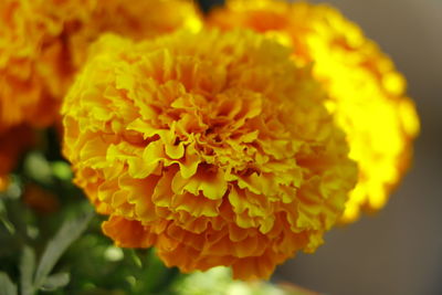 Close-up of yellow flower