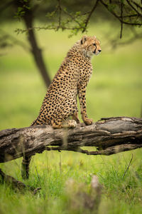 Cheetah cub sits on log facing right