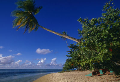 Palm trees on beach