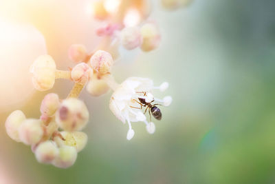 Close-up of honey bee pollinating flower