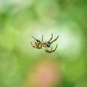 Close-up of spider on web