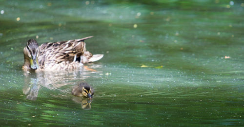 Ducks swimming in lake