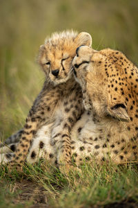 Close-up of cheetah sitting with cub on grass