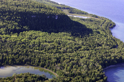 High angle view of trees growing in forest