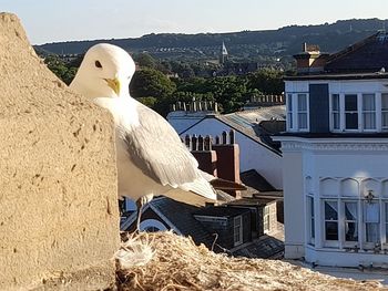 Seagull on a building