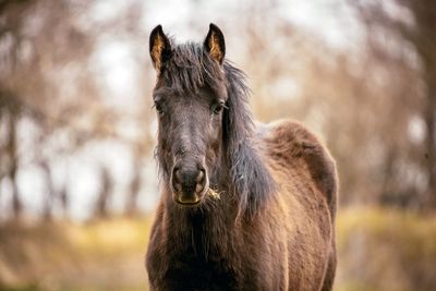 Portrait of a horse