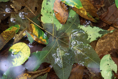 High angle view of autumn leaves in water