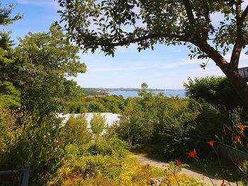 Plants by sea against sky