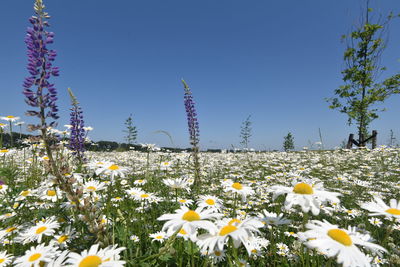 Close-up of yellow flowers blooming in field