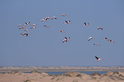 Birds flying in the sky