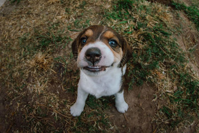 High angle portrait of dog sticking out tongue on land