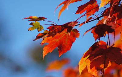 Low angle view of maple tree against sky during autumn