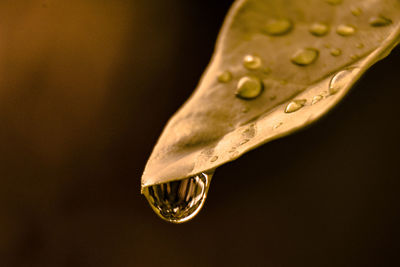 Close-up of water drops on leaf against black background