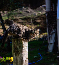 Cat on wooden post