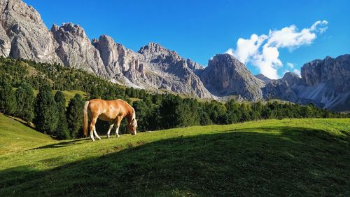 Horses in a field