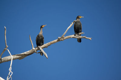 Low angle view of birds on branch against blue sky