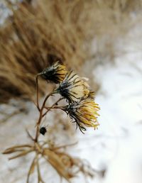 Close-up of bee pollinating on flower