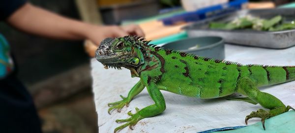 Cropped hand holding iguana