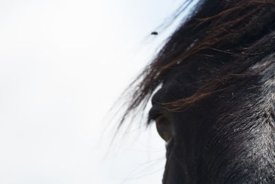 Close-up of horse eye against white background