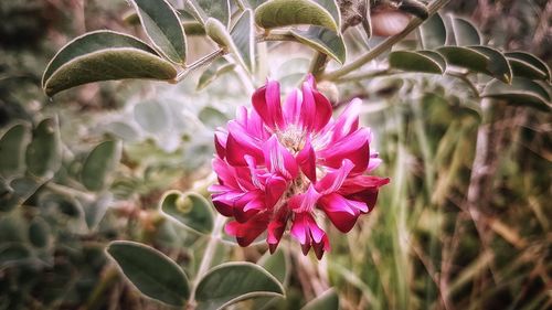 Close-up of pink flower blooming outdoors