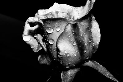 Close-up of wet rose blooming against black background