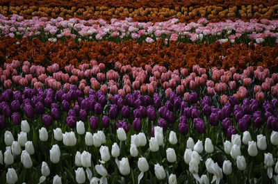 Close-up of purple flowers