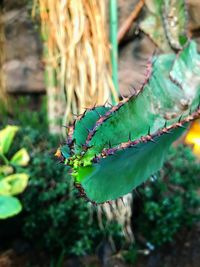 Close-up of green plant