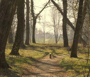 Lhasa apso dog standing on footpath at forest