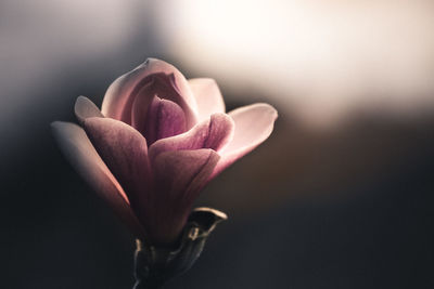 Close-up of orchid