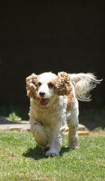 Close-up of dog on grass