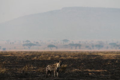 Hyena standing on field against mountain