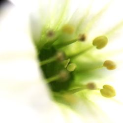 Close-up of flower against blurred background