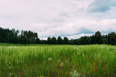 Scenic view of agricultural field against sky