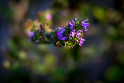 Close-up of purple flowers
