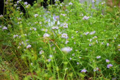 Close-up of flowers blooming outdoors