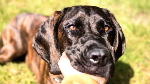 Close-up portrait of black dog