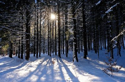 Trees against sky during winter