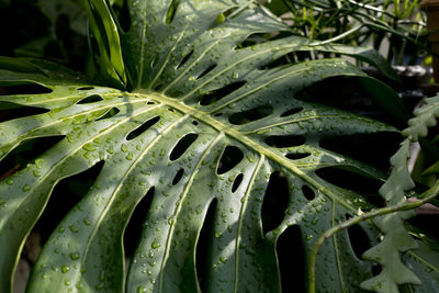 Close-up of wet monstera plant leaves