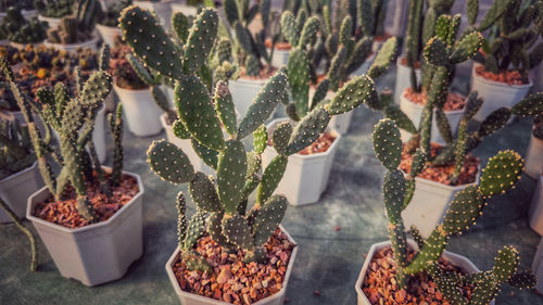 Potted plants