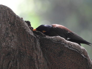 Close-up of bird perching on rock