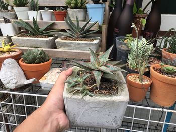 Aloe in the garden