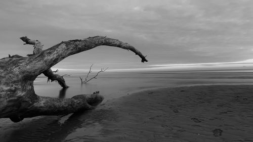 Driftwood on beach against sky