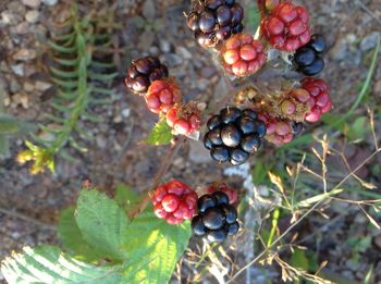 Close-up of berries growing on tree