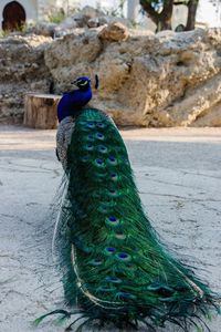 Close-up of peacock perching on rock