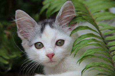 Close-up portrait of cat