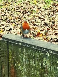 Bird on ground