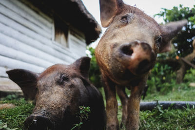 Close-up portrait of pig