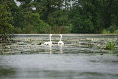 Swans in a lake