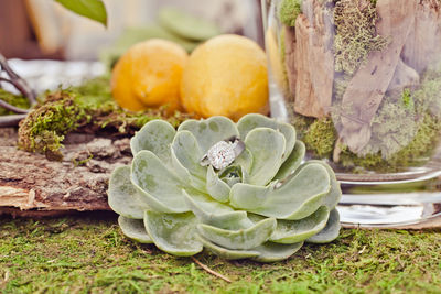 Wedding ring on succulent plant