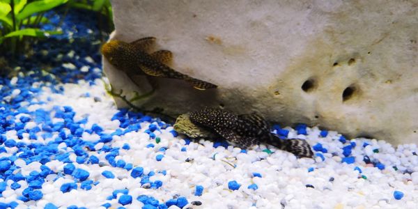 Close-up of fishes swimming in sea